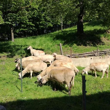 Landhof Ella - Ferienhaus Vor Den Toren Salzburgs Petting Exteriör bild