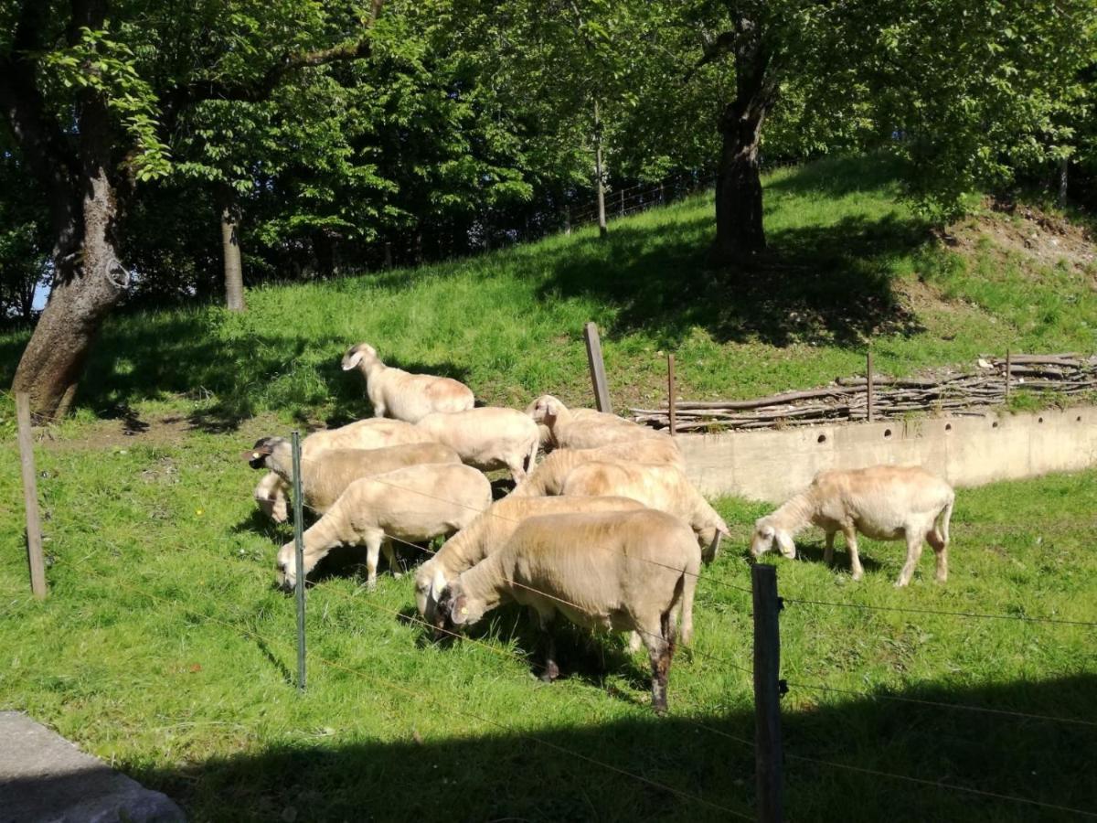 Landhof Ella - Ferienhaus Vor Den Toren Salzburgs Petting Exteriör bild