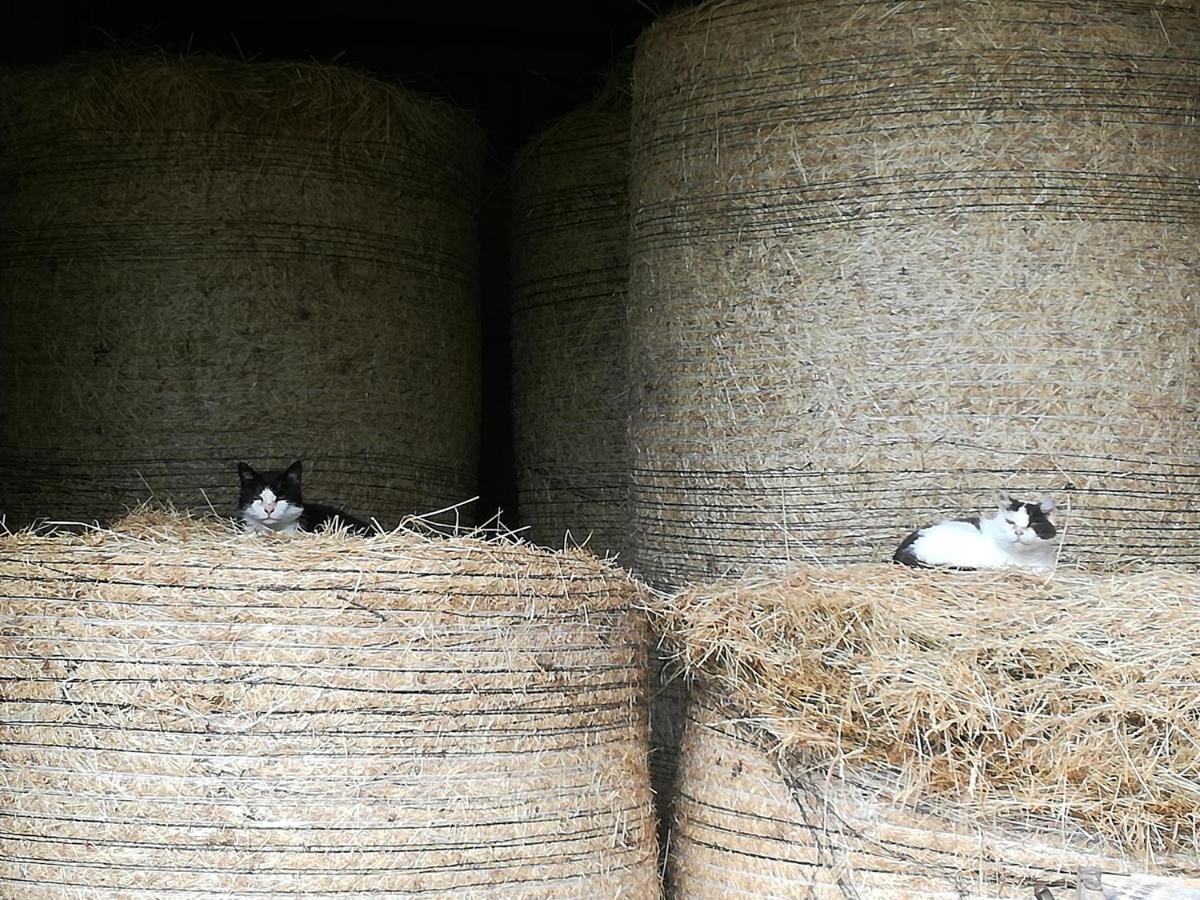 Landhof Ella - Ferienhaus Vor Den Toren Salzburgs Petting Exteriör bild