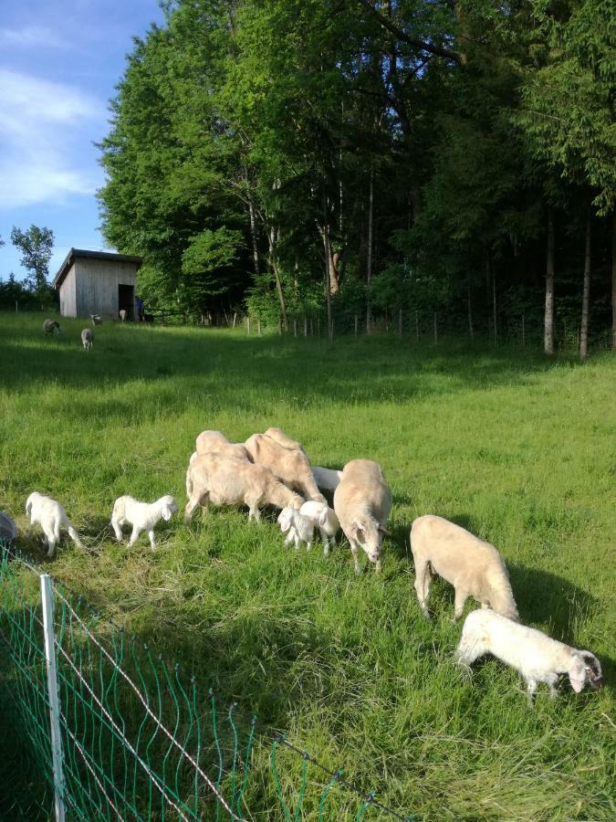 Landhof Ella - Ferienhaus Vor Den Toren Salzburgs Petting Exteriör bild